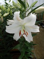 [5282 Nova Zenbla EVR No01.JPG]